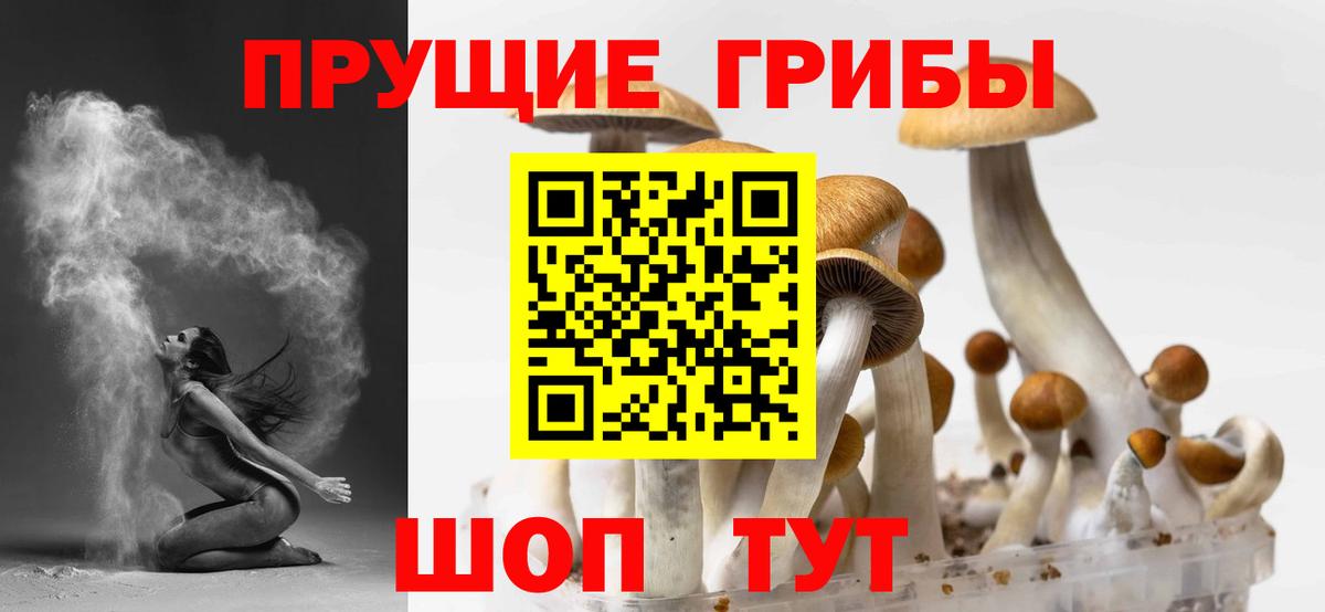 Псилоцибиновые грибы Psilocybine cubensis Полысаево